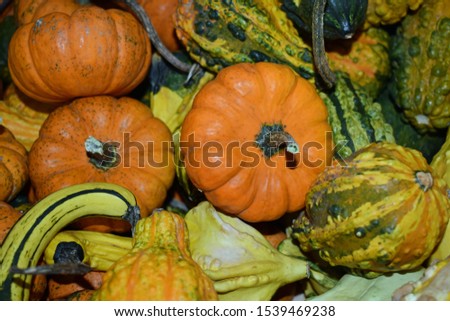 Gourds on display in a country store