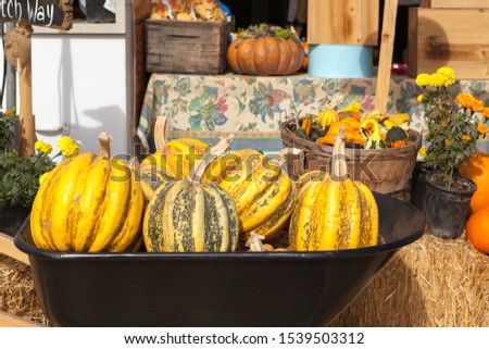 Cart full of varieties of autumn carving pumpkins for sale at local pumpkin patch. Background picture for Halloween and Thanksgiving. Holiday-themed image.