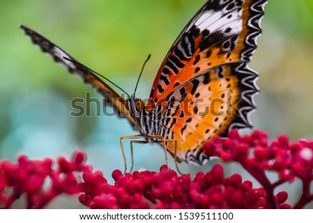 colorful butterfly with red flowers.