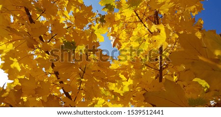"Golden" maple leaves on a blue sky