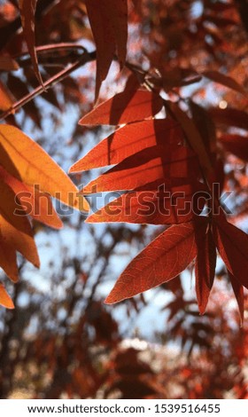 Red leaves hang highlighted by the sunlight behind them, their autumn colors on fiery display.