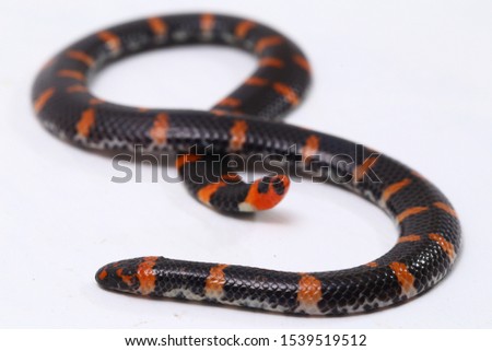 Red-tailed pipe snake (Scientific name Cylindrophis ruffus) isolate on white background