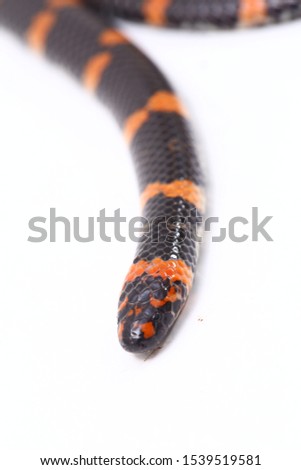Red-tailed pipe snake (Scientific name Cylindrophis ruffus) isolate on white background