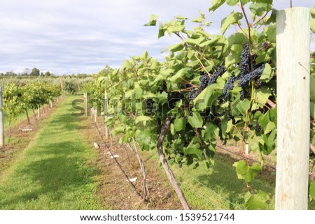 grapes growing at a winery