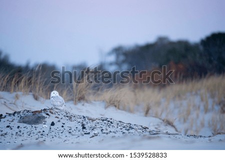 A Snowy Owl perched on a sand dune on a beach in dusk light with a blue sky and dune grasses in the background.