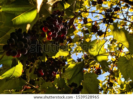 Many clusters of grapes against the blue sky