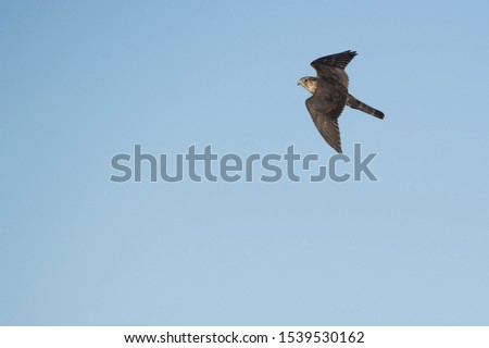 A Merlin flies in front of a clear blue sky in the bright sunlight. Royalty-Free Stock Photo #1539530162