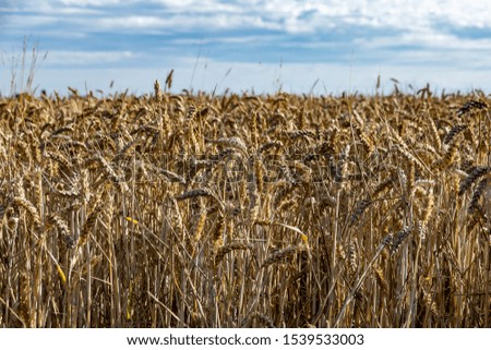 Golden heads of cereal corn