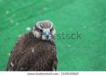 The peregrine falcon (Falco peregrinus)