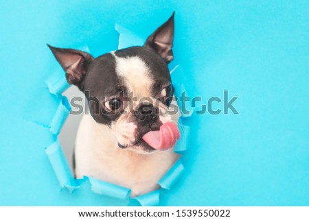 The Boston Terrier dog's head looks through a hole in the blue paper and wears a Santa hat with its tongue sticking out.Creative. Minimalism. The concept of a New year.Creative art.