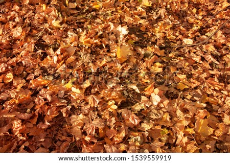 Fallen yellow, orange leaves on the grass in the park. Autumn background, texture.
