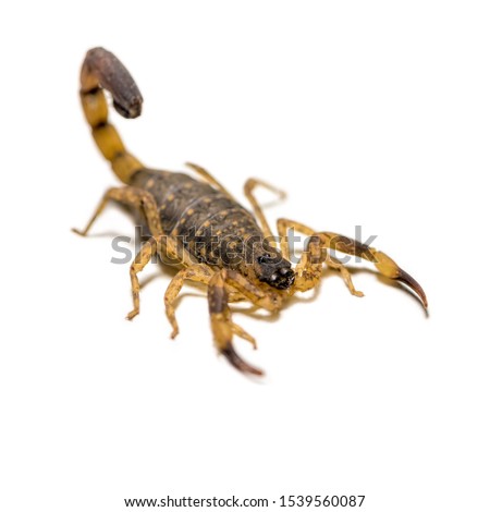 Close up macro yellow or brown Scorpion in front on white background, Small animal is poisonous reptile in the tail for sting to hunt prey or self protection can be see in the tropic