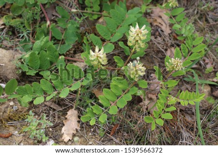 Astragalus glycyphyllos, Fabaceae, Liquorice Milk vetch. Wild plant shot in summer. Royalty-Free Stock Photo #1539566372