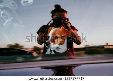 cute jack russell dog sitting inside a car. owner taking a picture, reflection on the window. Traveling with pets concept