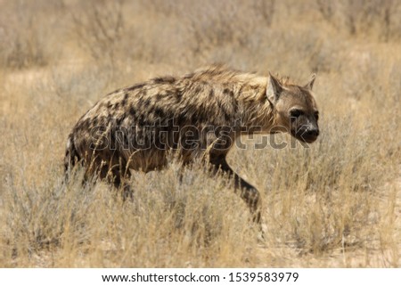Lonely Spotted Hyena (Crocuta crocuta) (laughing hyena) giving a look and going across parched grassland in Kalahari desert. Break before hunt. Straight at the camera.