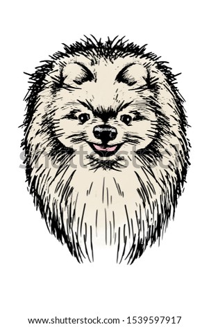 Spitz dog. Sketch head portrait in color