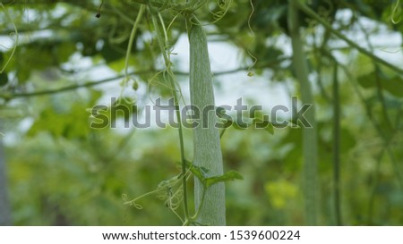 A very beautiful luffa vegetable picture