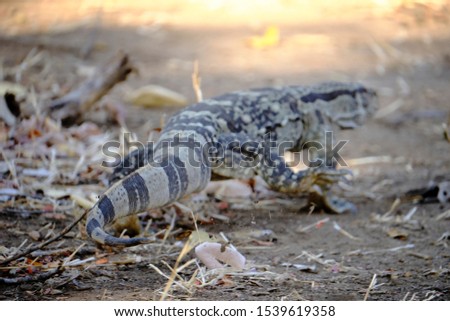 Monitor lizard in Mana Pools National Park, Zimbabwe 