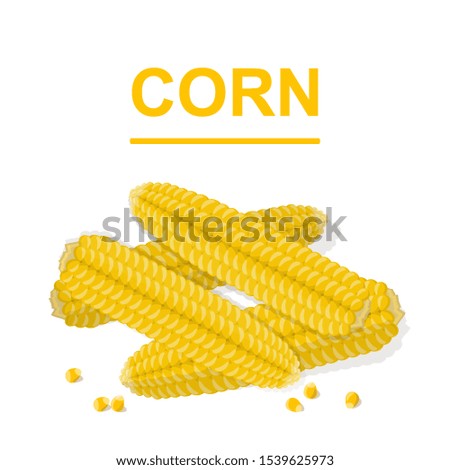 Corn isolated on the white background. Vegetables collection. Vector illustration.