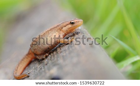 Smooth newt (Lissotriton vulgaris) on wood