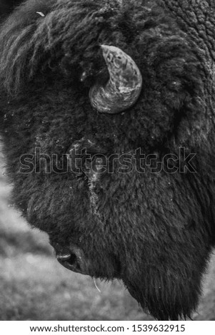 black and white picture of american buffalo face