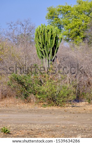 African cactus in Mana Pools National Park, Zimbabwe 