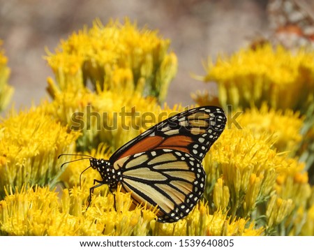 Monarch butterfly, perched upon wild, yellow, sagebrush flowers, San Gabriel Mountains, California.