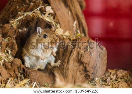 Mongolian gerbils (Meriones) as pet