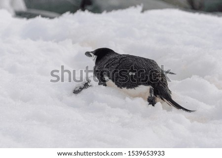 Chinstrap penguin creeping on snow