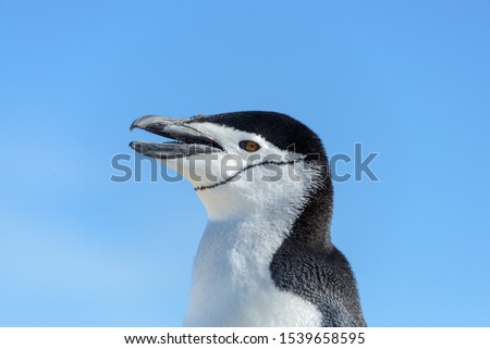 Chinstrap penguin on the beach in Antarctica close up