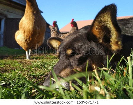 Black dog resting on the grass. Hens in the background. Calm countryside scenery.