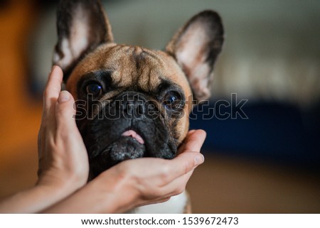 French bulldog in the apartment and on the street, a faithful friend who gives happiness and is the protector of the family Royalty-Free Stock Photo #1539672473