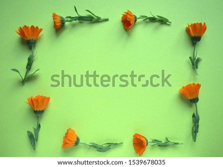 frame of calendula flowers on a light green background, top view