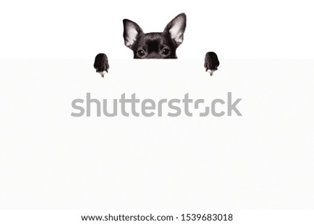 Black dog chihuahua hid behind a white sheet of paper on a white background mock up
