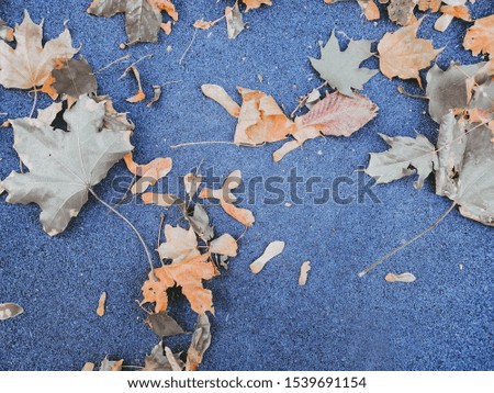 
Autumn leaves on the background 