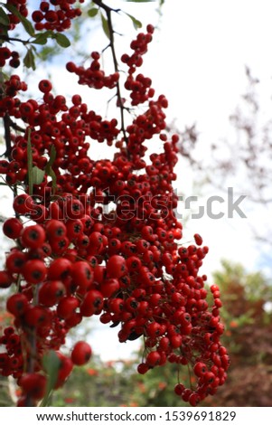 Red fruit of the pyracantha