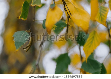 Birch trees in the autumn rain