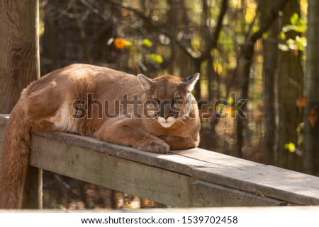 Young  cougar (Puma concolor) ,known as Mountain lion in the ZOO.