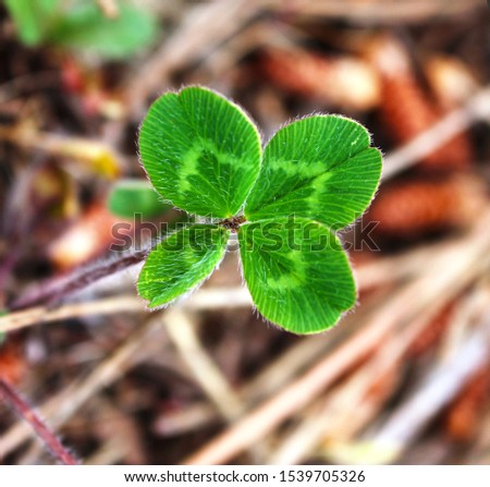 Four leaf clover, growing in nature, light green pattern, sunny day
