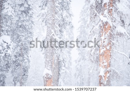 Forest after a heavy snowfall. Winter landscape.