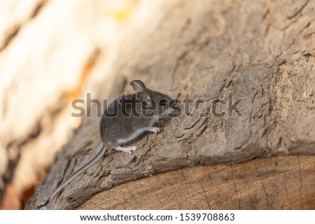 The deer mouse (Peromyscus maniculatus) north American native rodent, often called the North American deermouse Royalty-Free Stock Photo #1539708863