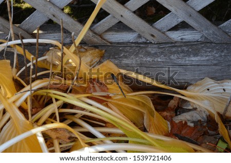 Dragonfly sitting on yellow leaves near a wooden fence
