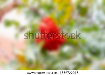Abstract blurred red rowan slide background