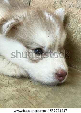 Cute Siberian husky baby girl new borned,  growing in tropical climate northern Thailand