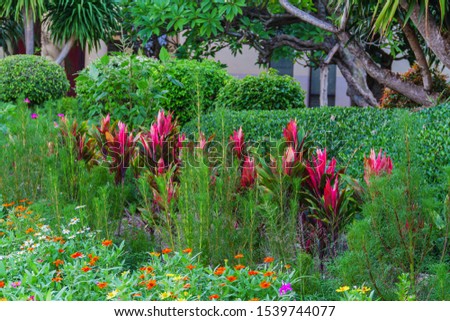 red Cordyline plant in public garden