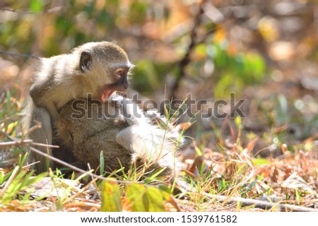 Two baby Vervet monkeys (Chlorocebus pygerythrus) playing in their natural habitat on the banks of the Zambezi river in Zambia, Africa.