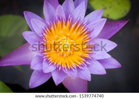 Beautiful purple Lotus flower with green leaves in nature for background