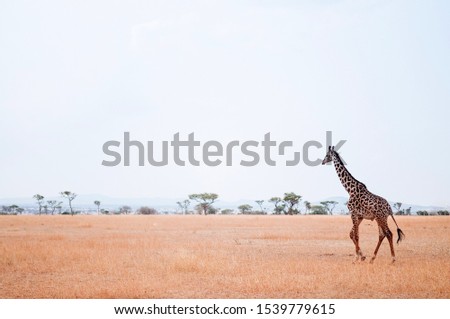 Giraffe walking in golden grass field of Serengeti Grumeti reserve Savanna forest - African Tanzania Safari wildlife trip during great migration Royalty-Free Stock Photo #1539779615