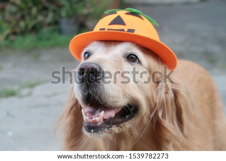 Portrait of golden retriever dog with hat halloween.                             