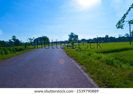 the road with field green rice background on blue sky 
